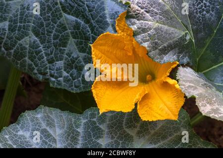 Gelbe Kürbisblüte aus der Nähe zwischen großen grünen Blättern Stockfoto