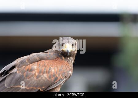 Der Falke gerades Gesicht Ausdruck des Auges Stockfoto