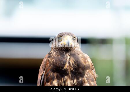 Der Falke gerades Gesicht Ausdruck des Auges Stockfoto