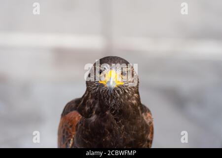 Der Falke gerades Gesicht Ausdruck des Auges Stockfoto