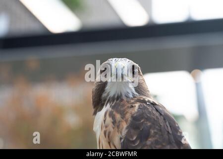 Der Falke gerades Gesicht Ausdruck des Auges Stockfoto