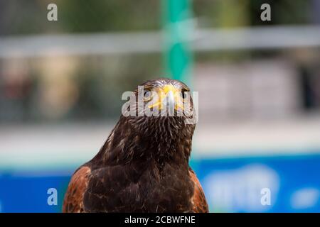 Der Falke gerades Gesicht Ausdruck des Auges Stockfoto