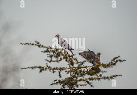 Bunte Rameron oder Oliventaube auf einem Holunderbaum thront Und Fütterung Stockfoto