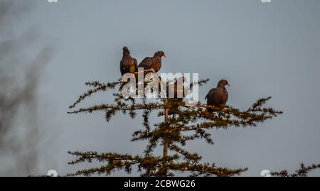 Bunte Rameron oder Oliventaube auf einem Holunderbaum thront Und Fütterung Stockfoto
