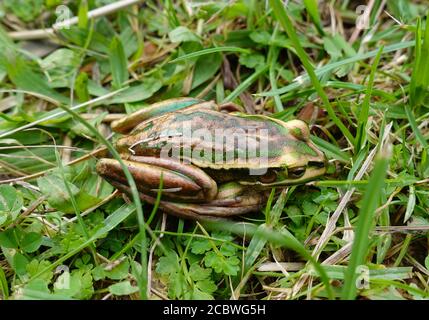 Grüner und goldener Glockenfrosch, Litoria aurea, Nahaufnahme versteckt im Gras. Stockfoto