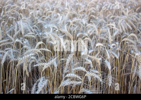 Reife Gerstenohren sind trocken und reif für die Ernte, reife Gerstenohren auf dem Feld. Stockfoto