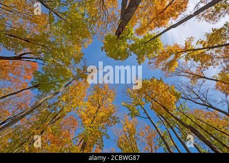 Herbstfarben hoch in der Luft im Louis M Groen Nature Preserve in Michigan Stockfoto