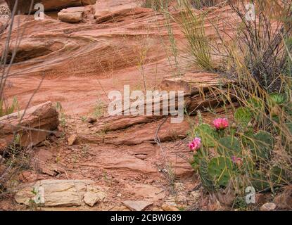 Es wachsen verschiedene Gräser und ein Katus mit rosa Blüten Der Fels Stockfoto