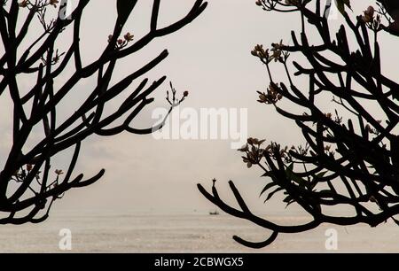 Morgen an der Küste mit dem Schatten der Plumeria rubra Bäume oder Frangipani Bäume. Selektiver Fokus. Stockfoto