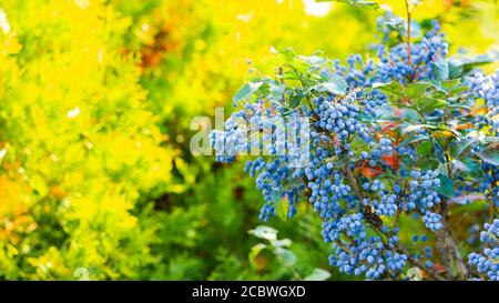 Mahonia aquifolium (Oregon-Traube oder Oregon-Traube) reifen auf den Zweigen. Pflanze in der Familie Berberidaceae. Blaue Beeren auf einem Busch Stockfoto