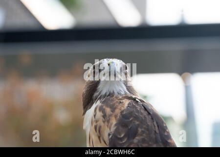 Der Falke gerades Gesicht Ausdruck des Auges Stockfoto