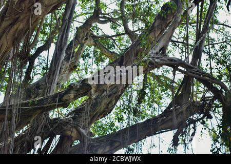 Big Tree root im Dschungel Wild. Erstaunlich banyan Wurzel in tiefen tropischen Wald. Ein alter Baum hat Wurzeln für natürliche Hintergrund. Stockfoto