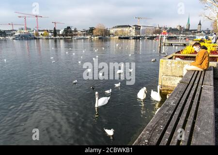 Schwäne im Zürichsee Stockfoto