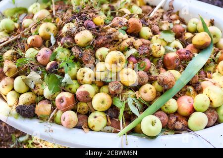 Viele verdorbene, verfaulte Äpfel liegen auf einer Ebenen Fläche. Draufsicht. Stockfoto