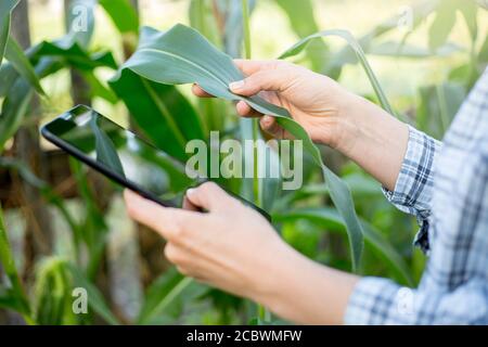 Die Hände eines Landwirts Agronom untersuchen ein Maisblatt und halten eine digitale Tablette. Landwirtschaft. Stockfoto