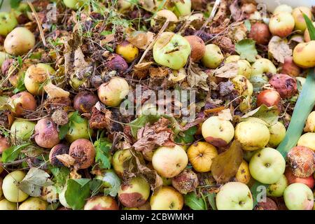 Viele verdorbene, verfaulte Äpfel liegen auf einer Ebenen Fläche. Draufsicht. Stockfoto