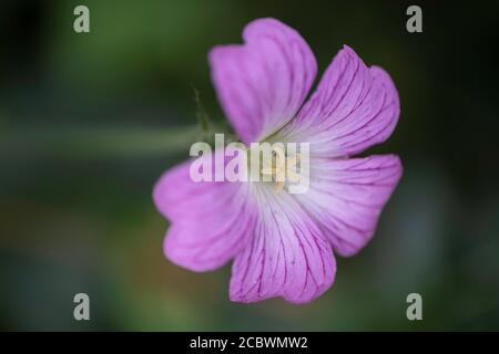 Rosa wuchernde Geranium endressii oder Endres Cranesbill oder französischer Kranichschnabel Blume Stockfoto