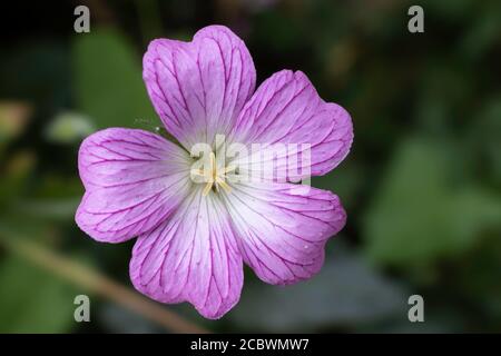 Rosa wuchernde Geranium endressii oder Endres Cranesbill oder französischer Kranichschnabel Blume Stockfoto