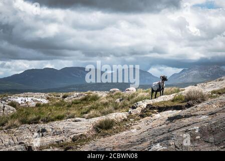 Schafe grasen in den Bergen von Connemara Irland Stockfoto