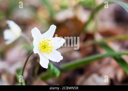 Der Frühling ist der Moment für diese wunderschöne Blume. Schneeglöckchen-Anemone. Stockfoto