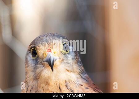 Kleiner Falcon Sonnentag. Greifvogel. Stockfoto