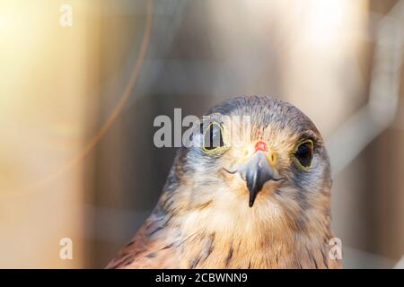 Kleiner Falcon Sonnentag. Greifvogel, fröhliche Stimmung. Lächeln. Stockfoto