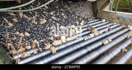 Reife schwarze Oliven in Stahlfutterhäuschen von kleinformatigen Oliven Ölmühle Fabrik für die Extraktion von nativem Olivenöl Stockfoto