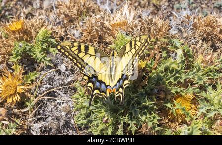 Schmetterling auf dem Gras Stockfoto