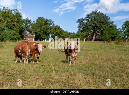 Kühe auf der Wiese bei Ungarn. Stockfoto