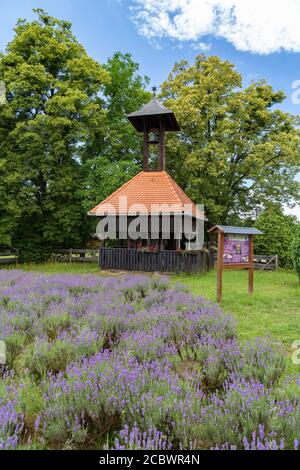 Marokko, Ungarn - Juni 22 2020 : blühendes Lavendelfeld mit Glockenturm in Orseg, Ungarn. Stockfoto