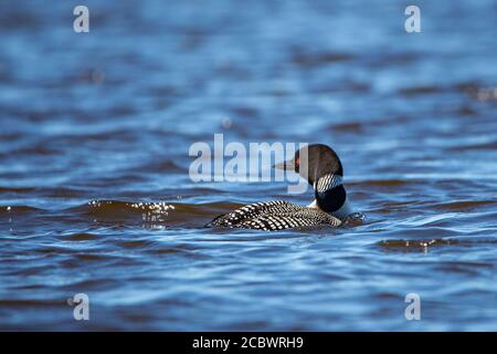 Nahaufnahme eines erwachsenen Gemeinen Loons (Gavia immer) auf Rainbow Flowage in Northern Wisconsin, horizontal Stockfoto