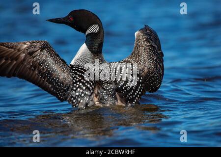 Nahaufnahme eines erwachsenen Gemeinen Loons (Gavia immer) mit Flügeln auf Rainbow Flowage in Northern Wisconsin, horizontal Stockfoto