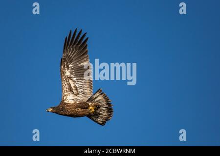 Unreifer Weißkopfadler (Haliaeetus leucocephalus), der in einem blauen Himmel in Nord-Wisconsin fliegt, horizontal Stockfoto