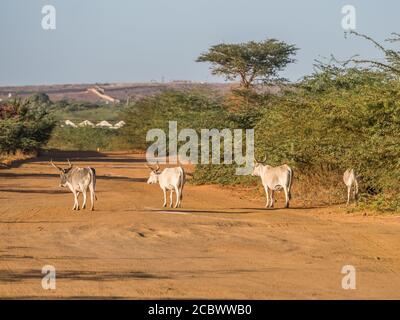 Riesige Baobab Baum und die weißen cos auf der roten Straße. Baum des Glücks, Senegal. Afrika Stockfoto