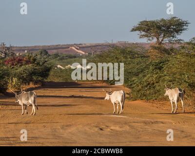 Riesige Baobab Baum und die weißen cos auf der roten Straße. Baum des Glücks, Senegal. Afrika Stockfoto