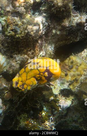 Yellow Sea Squirt, Polycarpa aurata, auf der Insel Togian, Indonesien Stockfoto