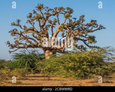 Riesiger Baobab Baum bei Sonnenuntergang. Baum des Glücks, Senegal. Afrika Stockfoto