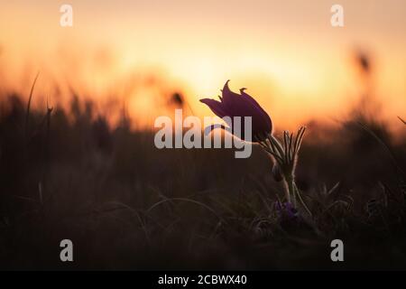 Die Sonne geht auf dem Hügel hinter dem Pasque unter (Pulsatilla vulgaris) blühen an einem Abend in Hertfordshire Stockfoto