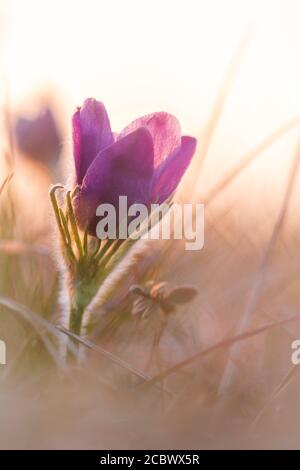 Eine Pasquenblume (Pulsatilla vulgaris) wächst bei Sonnenuntergang in Hertfordshire bei Therfield Heath auf Stockfoto