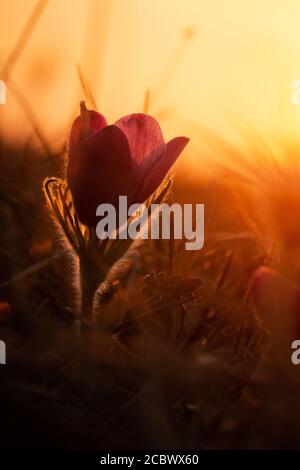 Die Sonne geht hinter den frühlingshaften Pasque-Blüten (pulsatilla vulgaris) im Hertfordshire-Grasland nahe Royston unter Stockfoto