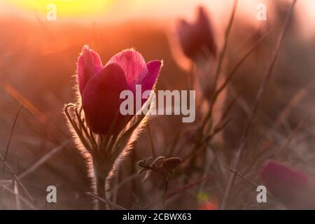 Der frühe Abenduntergang fängt die Seiten des Passes ein Blume (Pulsatilla vulgaris) auf dem Feld in Hertfordshire Stockfoto