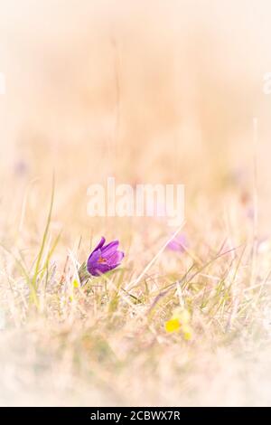 Eine kleine Pasquenblume (Pulsatilla vulgaris) im blumigen Feld in Hertfordshire bei Therfield Heath Stockfoto