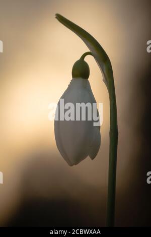 Blume Geht Im Wasser Hinter In Vase Aus Gebrochene Glas Hergestellt Stockfotografie Alamy