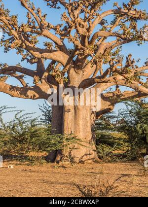 Riesiger Baobab Baum bei Sonnenuntergang. Baum des Glücks, Senegal. Afrika Stockfoto