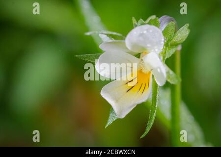 Eine Seite mit Blick auf das kleine Stiefmütterchen (Viola tricolor) Wächst allein im Suffolk Gras Stockfoto