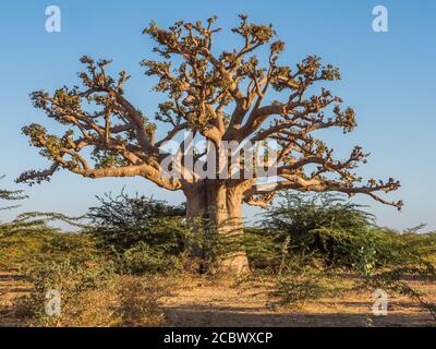 Riesiger Baobab Baum bei Sonnenuntergang. Baum des Glücks, Senegal. Afrika Stockfoto