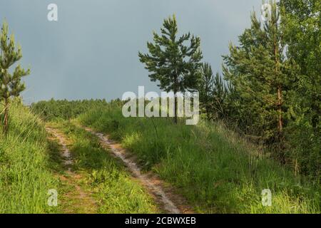 Landstraße in einem Laubwald an einem nebligen September Stockfoto
