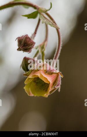 Die überlaufenden Blüten der Waldavenen (Geum urbanum), die in einem Wald bei Bradfield in Suffolk wachsen Stockfoto