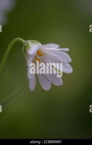 Ein kleines weißes Stitchwort (Stellaria holostea) Blume im Suffolk-Holz vor grünem Hintergrund Stockfoto