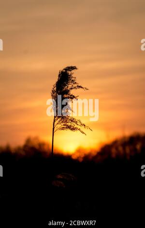 Die orange Sonne untergeht und gibt eine Silhouette von den Samen eines Schilfs bei Redgrave und Lopham fen Stockfoto